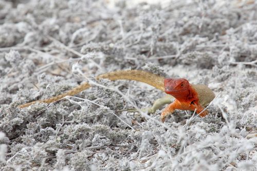 10-kreuzfahrt-tag-5-19-female-lava-lizard