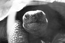 Giant tortoise von Roland Spiegler