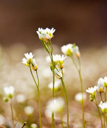 Flowers, the Smallest. von Amber McCoy