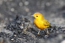 Yellow Warbler by Roland Spiegler