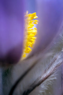 Spring flowers - "Pulsatilla"  by Odon Czintos