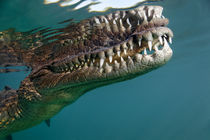 Saltwater Crocodile by Norbert Probst
