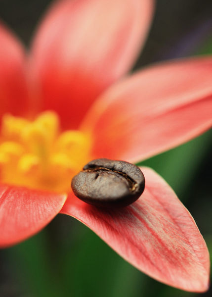 Kaffeebohne-auf-tulipa-linifolia
