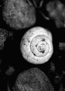 Schnecke, snail, Escargot by Falko Follert