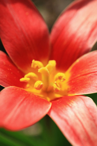 Tulipa-linifolia