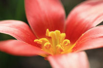 Tulpen tulipes by Falko Follert