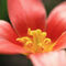 Tulipa-linifolia-2