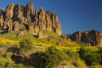 Brittlebush in the Superstition Mountains by Pat Goltz
