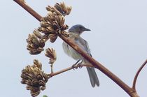Mexican Jay on Agave by Pat Goltz