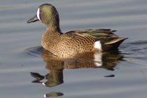 Blue-winged Teal by Pat Goltz