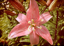 Pink Flower von Milena Ilieva