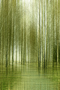 'Birkenwald ' von Violetta Honkisz