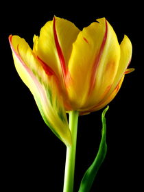 Tulpe von Kerstin Runge