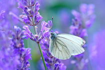 Butterfly von Violetta Honkisz