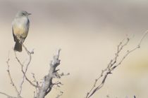 Say's Phoebe by Pat Goltz