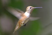 Rufous Hummingbird in Flight von Pat Goltz