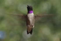 Black-chinned Hummingbird in Flight von Pat Goltz