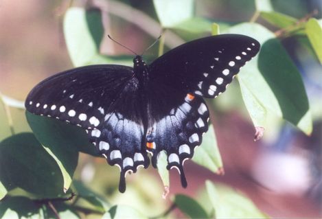 Spicebushswallowtail