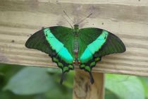Emerald Peacock by Pat Goltz