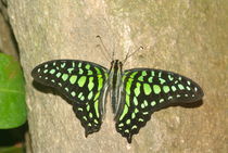 Tailed Jay by Pat Goltz
