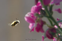 Flying bee by Víctor Bautista