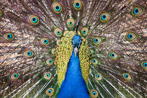 Peacock display by David Freeman
