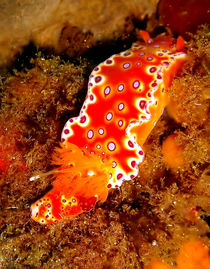 Bright Orange Nudibranch by serenityphotography