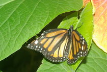 Monarch Butterfly by Pat Goltz