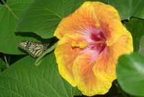 Hibiscus with Monarch Butterfly by Pat Goltz