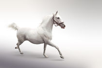 White horse in motion by tkdesign