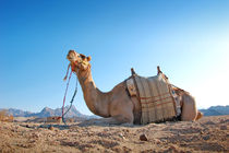 Camel in the desert von tkdesign