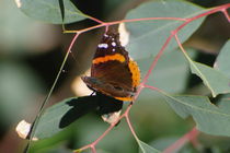 Red Admiral by Pat Goltz