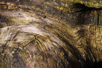 Baumwelten - tree worlds by ropo13