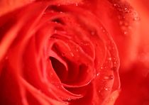 Red rose II by Roland Spiegler