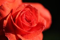 Red rose by Roland Spiegler