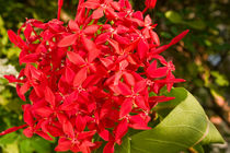 Red flowers von reorom