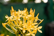 Yellow flower von reorom