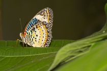 Red Lacewing by Pat Goltz