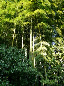 Bambuswald by Ariane Kujas