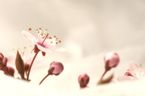 Blumendekor von Tanja Riedel
