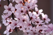 Zierpflaume Blüten rosa by alsterimages