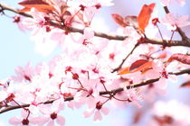 Zierpflaume Blüten rosa by alsterimages