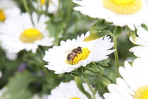 Margeriten mit Biene by alsterimages