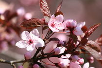 Zierpflaume Blüten rosa von alsterimages