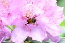 Rhododendron rosa mit Hummel by alsterimages