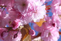 Kirschblüten von alsterimages