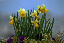 Daffodils and Pansey by David Freeman