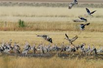 Sandhill Cranes Landing by Pat Goltz