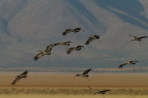 Sandhill Cranes in Flight by Pat Goltz