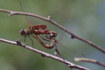 Red Saddlebags by Pat Goltz